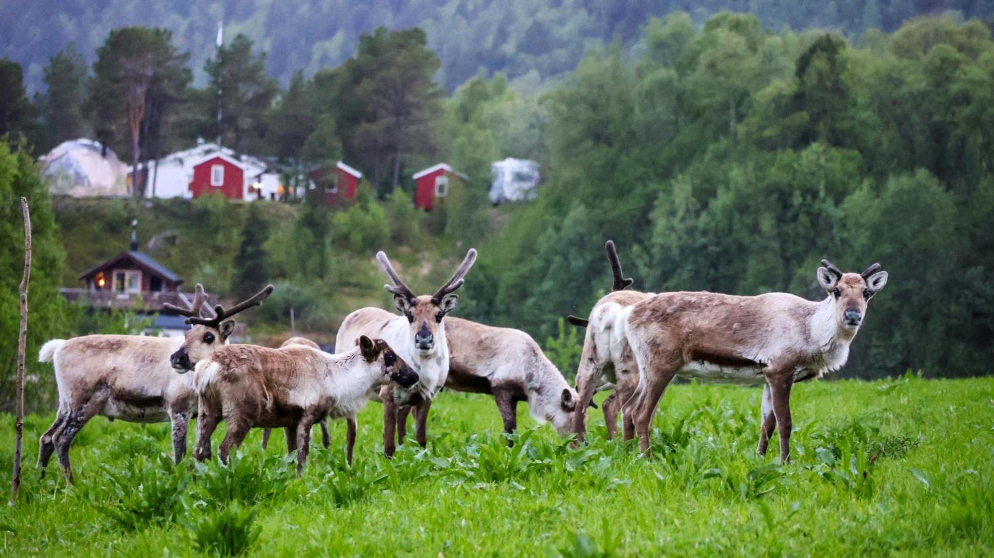 Norwegian Wild Villa Brygghaugen Buitenkant foto